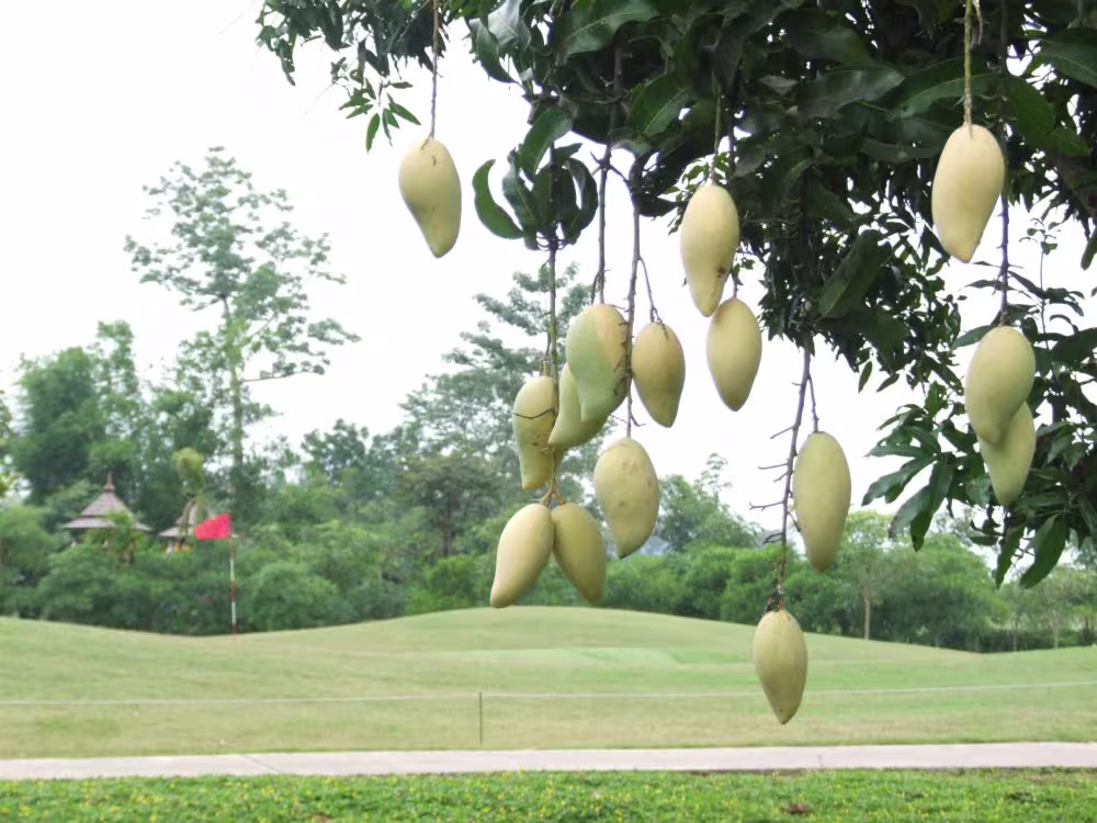 Mae Jo Golf Club